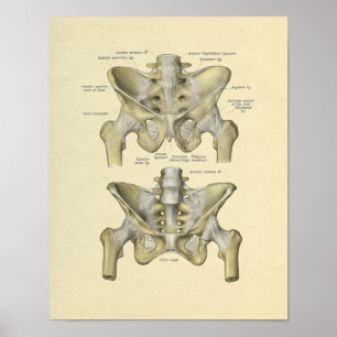Affiche Pelvis Lumbar Joint Anatomie Bones Imprimer