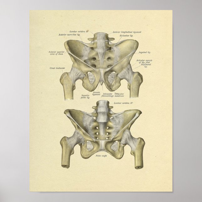 Affiche Pelvis Lumbar Joint Anatomie Bones Imprimer (Devant)