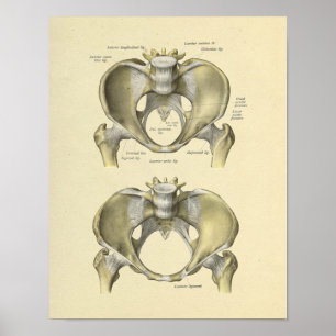 Affiche Pelvis Lumbar Joint Anatomy Bones Print