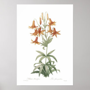 Affiche Penduliflorum de Lilium