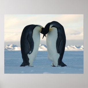 Affiche Penguin Arctic Anniversaire Douche fête Amour Dest