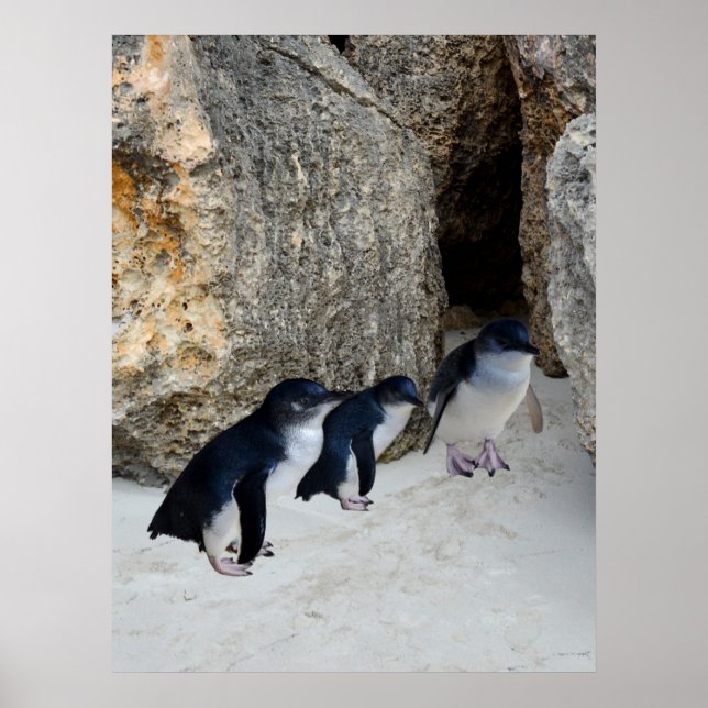Affiche Penguin Beach House, (Devant)