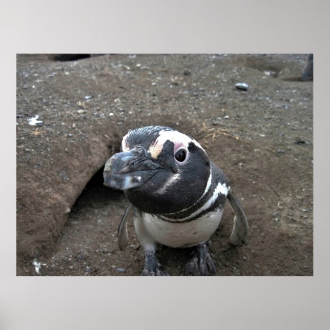 Affiche Penguin Closeup (Devant)