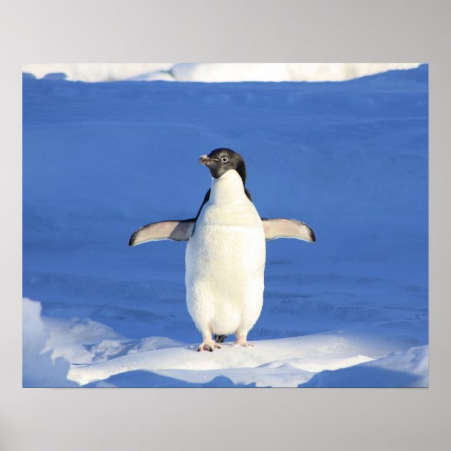 Affiche Penguin Show Off (Devant)