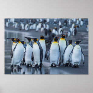 Affiche Penguins du roi - Antarctique