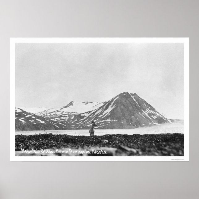 Affiche Péninsule Sheep Kenai Alaska 1912 (Devant)