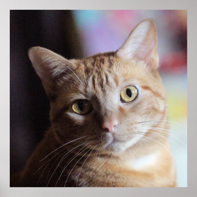 Affiche Penny (Devant)