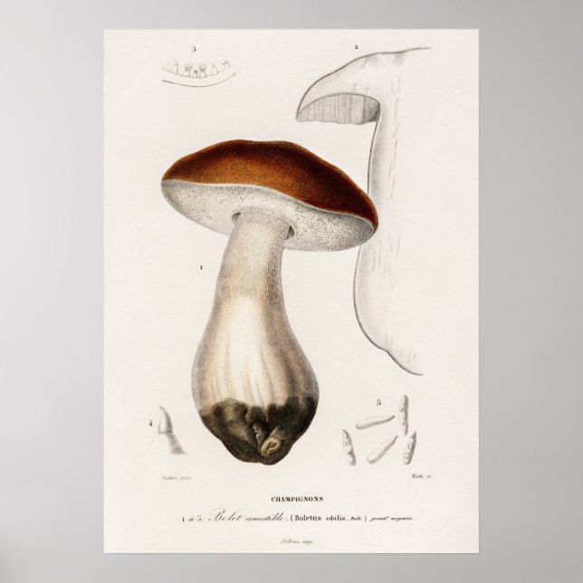 Affiche Penny bun (Boletus edulis) (Devant)