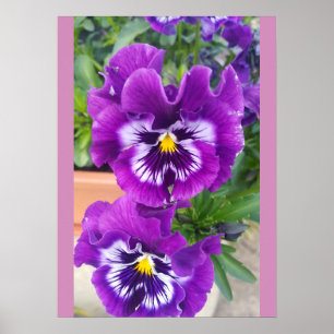Affiche Pensée bleue pensées fleur floral jardin