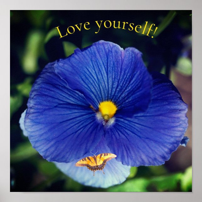 Affiche Pensée bleue viola (Devant)