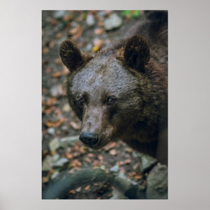 AFFICHE PENSÉES BÊTIÈRES