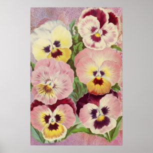 Affiche Pensées roses et violettes et éphemérides de dente