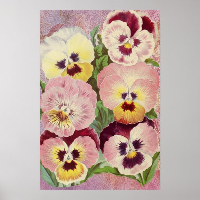 Affiche Pensées roses et violettes et éphemérides de dente (Devant)