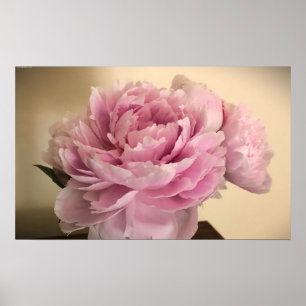Affiche Peony,