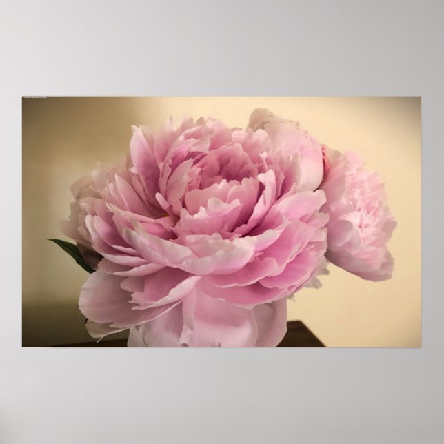 Affiche Peony, (Devant)