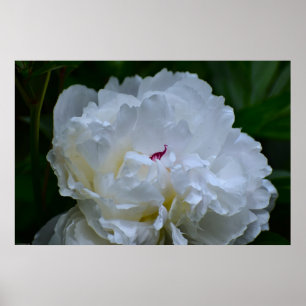 Affiche Peony,