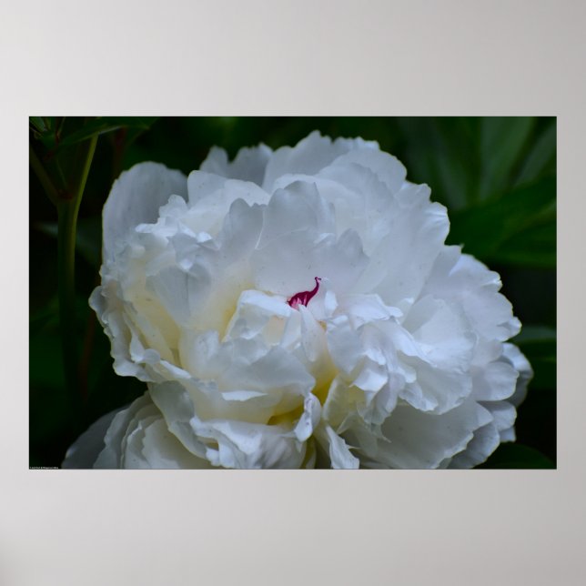 Affiche Peony, (Devant)