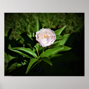 Affiche Peony,