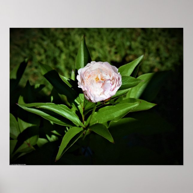 Affiche Peony, (Devant)