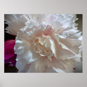 Affiche Peony,