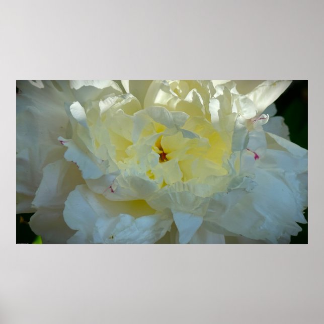Affiche Peony, (Devant)