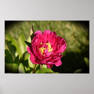 Affiche Peony,