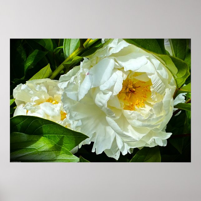 Affiche Peony, (Devant)