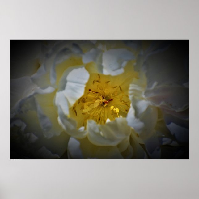 Affiche Peony, (Devant)