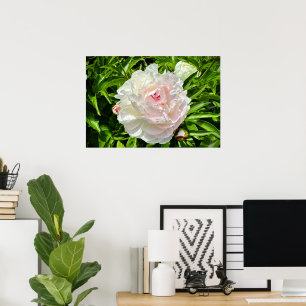 Affiche Peony,