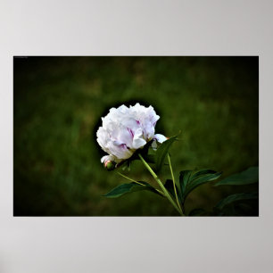 Affiche Peony,