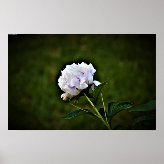 Affiche Peony, (Devant)
