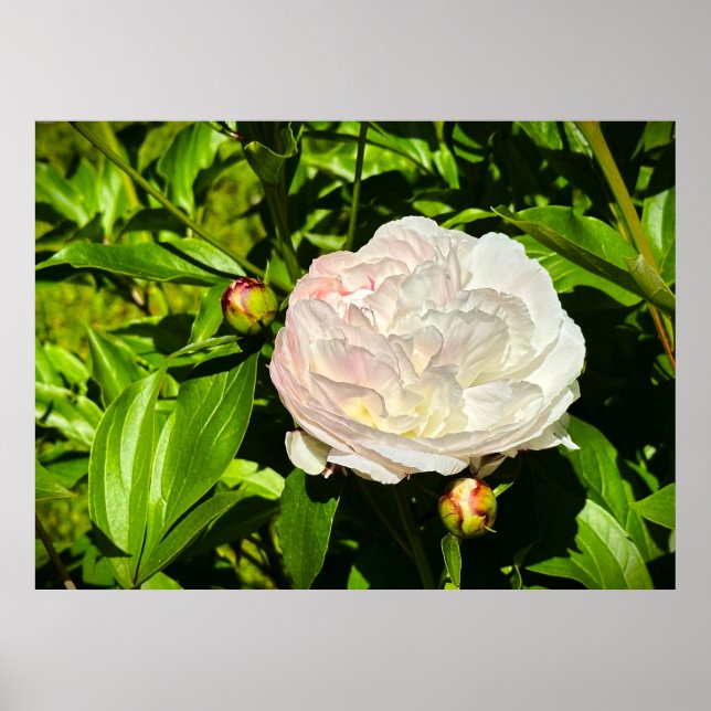 Affiche Peony, (Devant)
