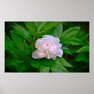 Affiche Peony,