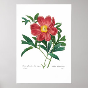 Affiche Peony