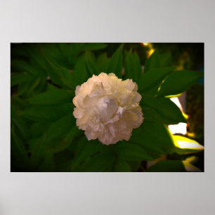 Affiche Peony,
