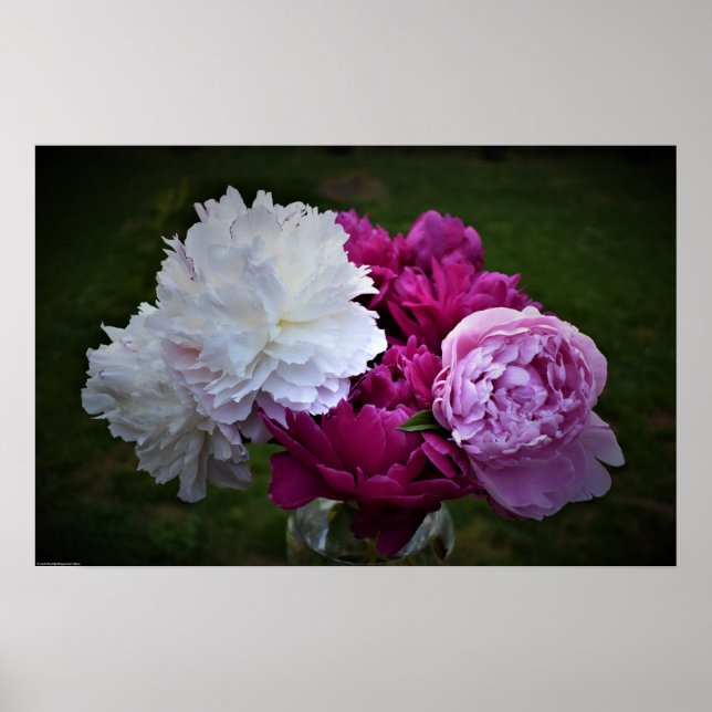 Affiche Peony, (Devant)