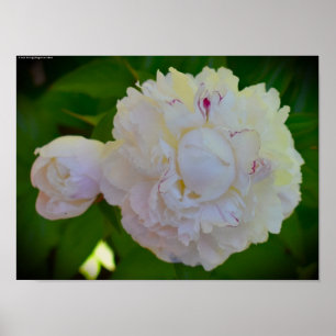 Affiche Peony,