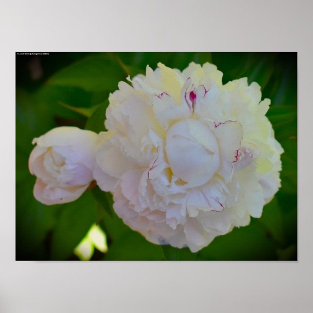Affiche Peony, (Devant)