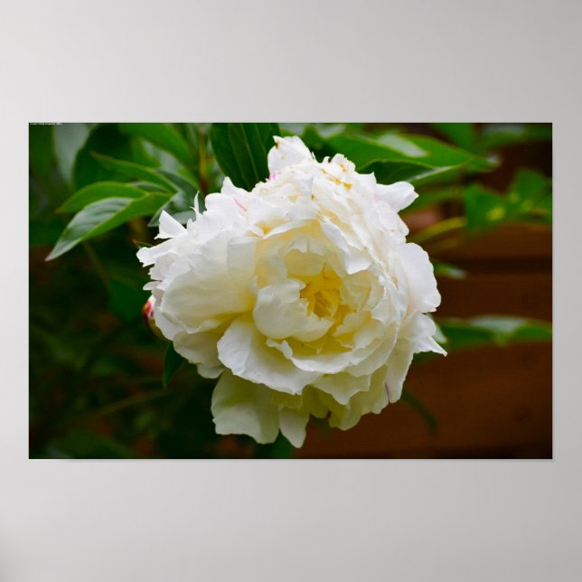 Affiche Peony, (Devant)