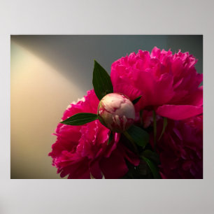 Affiche Peony,
