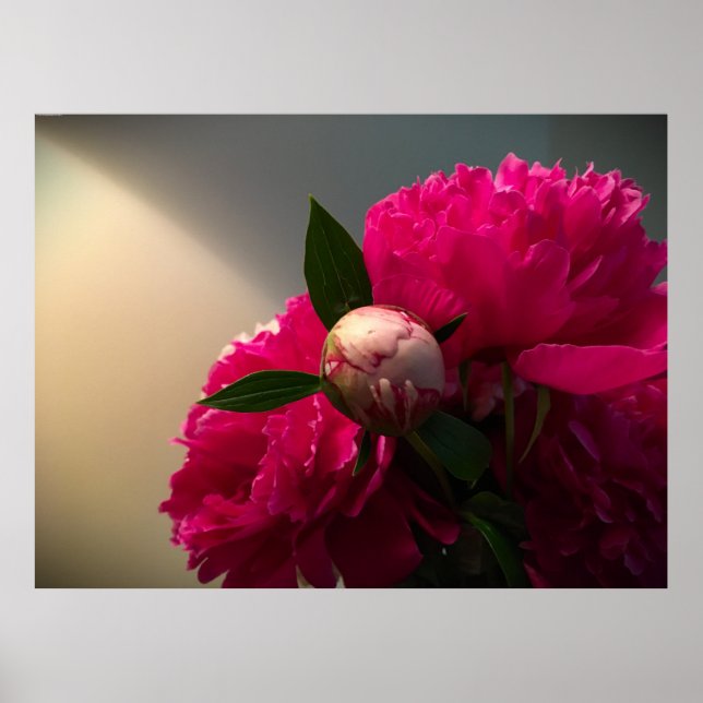 Affiche Peony, (Devant)