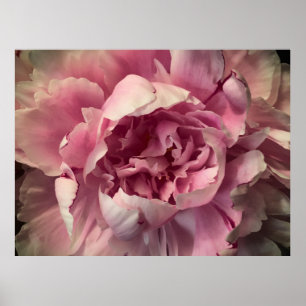 Affiche Peony,