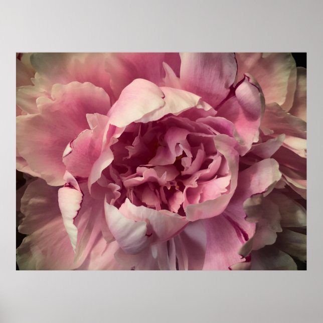 Affiche Peony, (Devant)