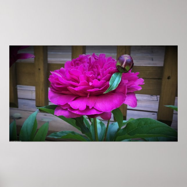 Affiche Peony, (Devant)
