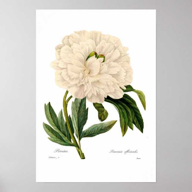 Affiche Peony (Devant)