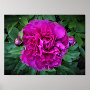 Affiche Peony,
