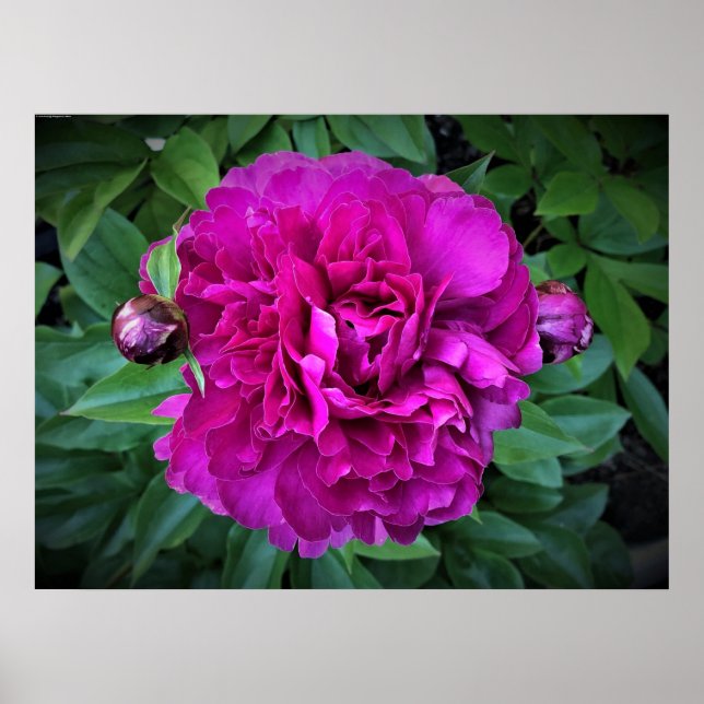 Affiche Peony, (Devant)
