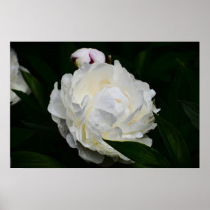 Affiche Peony,