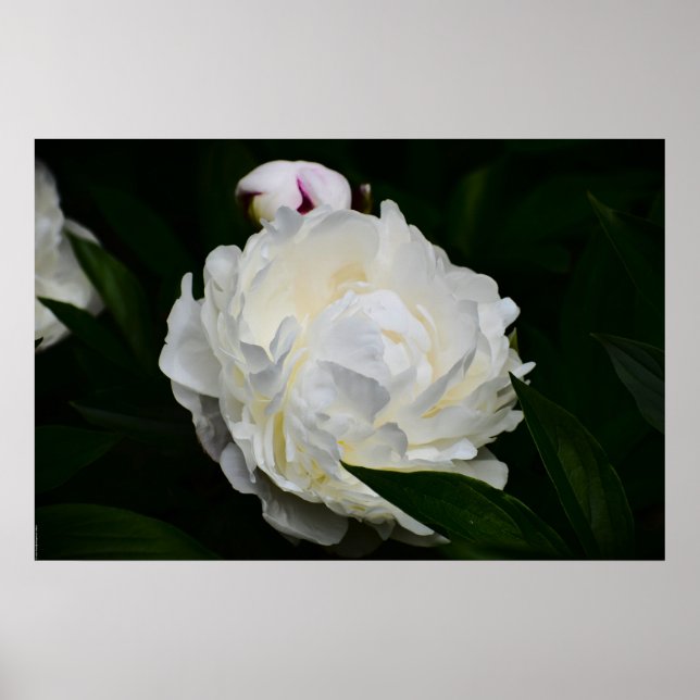 Affiche Peony, (Devant)