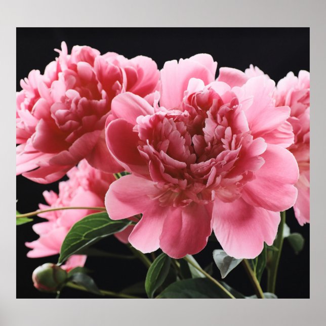Affiche Peony Bouquet Closeup : Rouge rose (Devant)